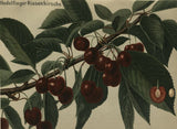 Prunus av.'Hedelfinger Riesenk.'       CAC Süßkirsche 'Hedelfinger Riesenkirsche'7.KW