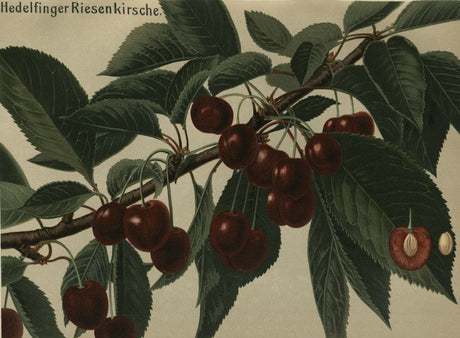 Prunus av.'Hedelfinger Riesenk.'       CAC Süßkirsche 'Hedelfinger Riesenkirsche'7.KW