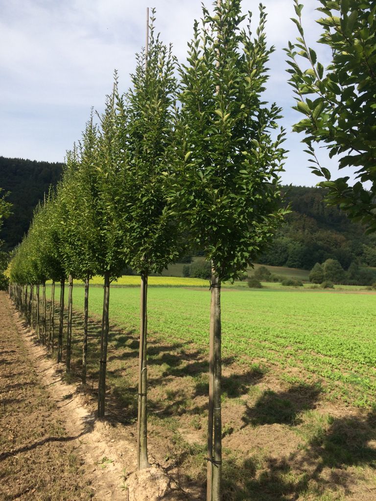 Carpinus betulus 'Fastigiata Monument' Säulen-Hainbuche 'Monument'