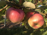 Malus 'Ontario'                        CAC Apfel 'Ontario'                       spät