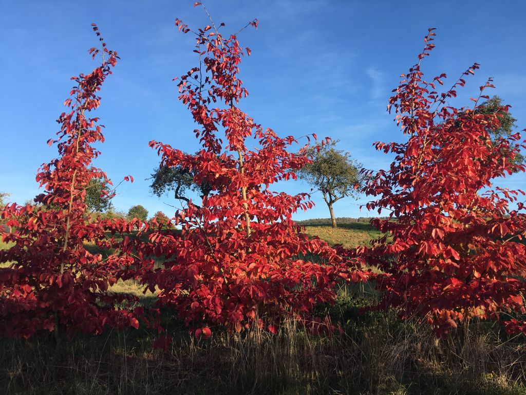 Parrotia persica 'Vanessa' Eisenbaum 'Vanessa'