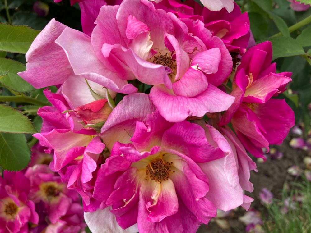Rosa 'Weg der Sinne'  -R-              BDR Bodend.Rose 'Weg der Sinne'  -R-  ADR-Rose