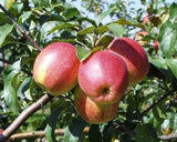Malus 'Rewena'  -S-                    CAC Apfel 'Rewena'  -S-                 mittel