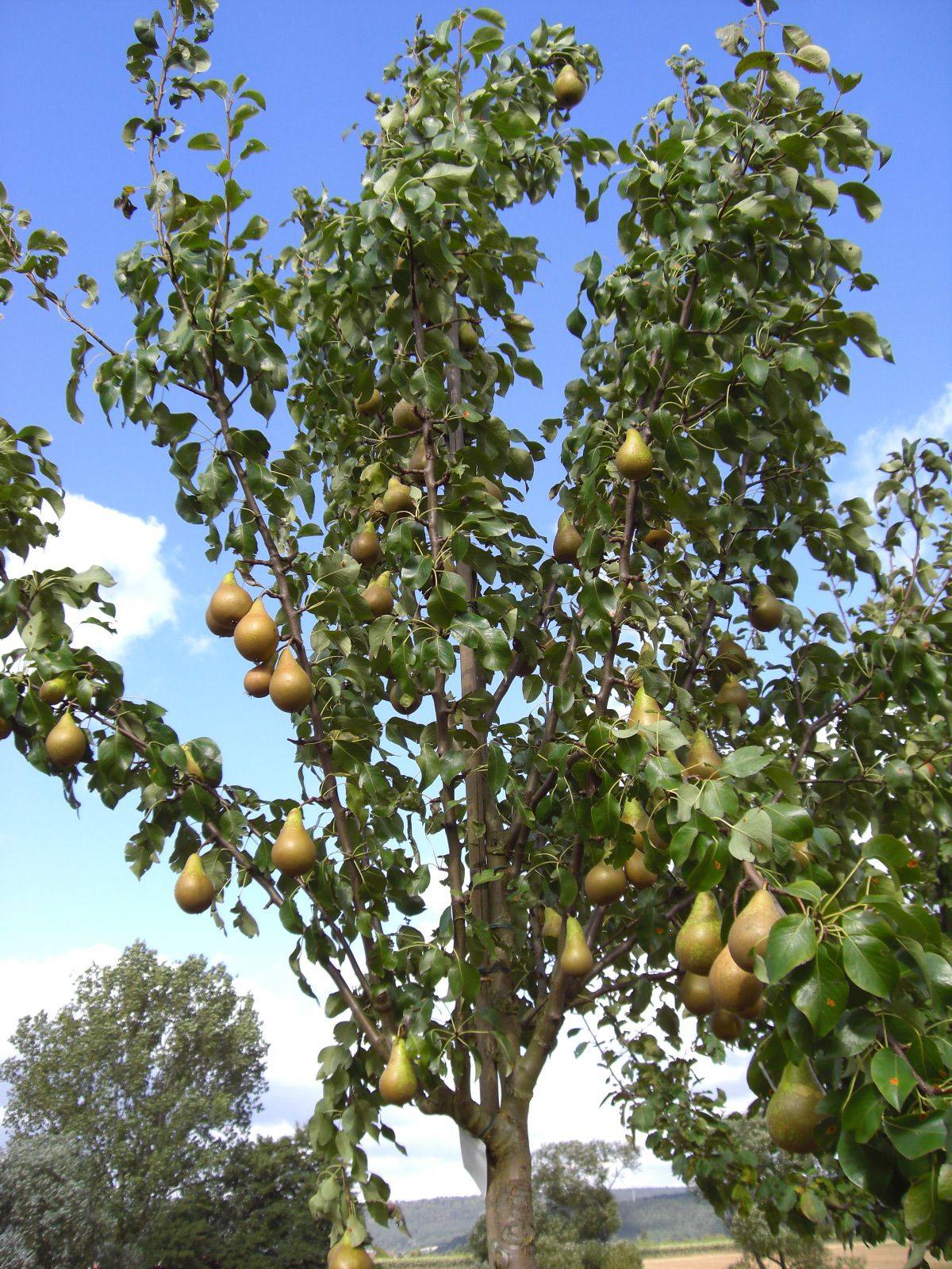 Pyrus com.'Concorde'  -S-              CAC Birne 'Concorde'  -S-