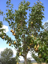 Pyrus com.'Concorde'  -S-              CAC Birne 'Concorde'  -S-