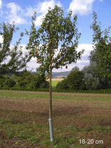 Pyrus com.'Concorde'  -S-              CAC Birne 'Concorde'  -S-