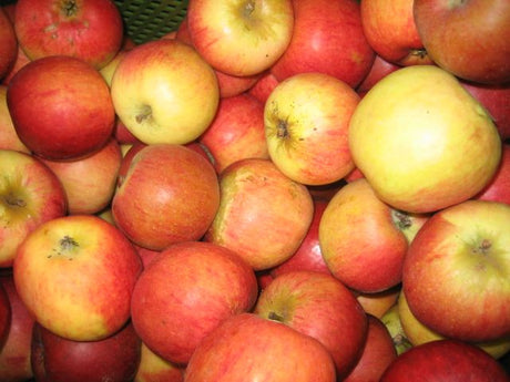 Malus 'Hessische Tiefenblüte'              CAC Apfel 'Hessische Tiefenblüte'