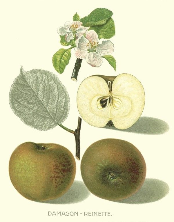 Malus 'Damason Renette'                CAC Apfel 'Damason Renette'               spät