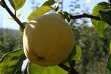 Cydonia 'Cydora Robusta'  -S-          CAC Quitte 'Cydora Robusta'  -S-