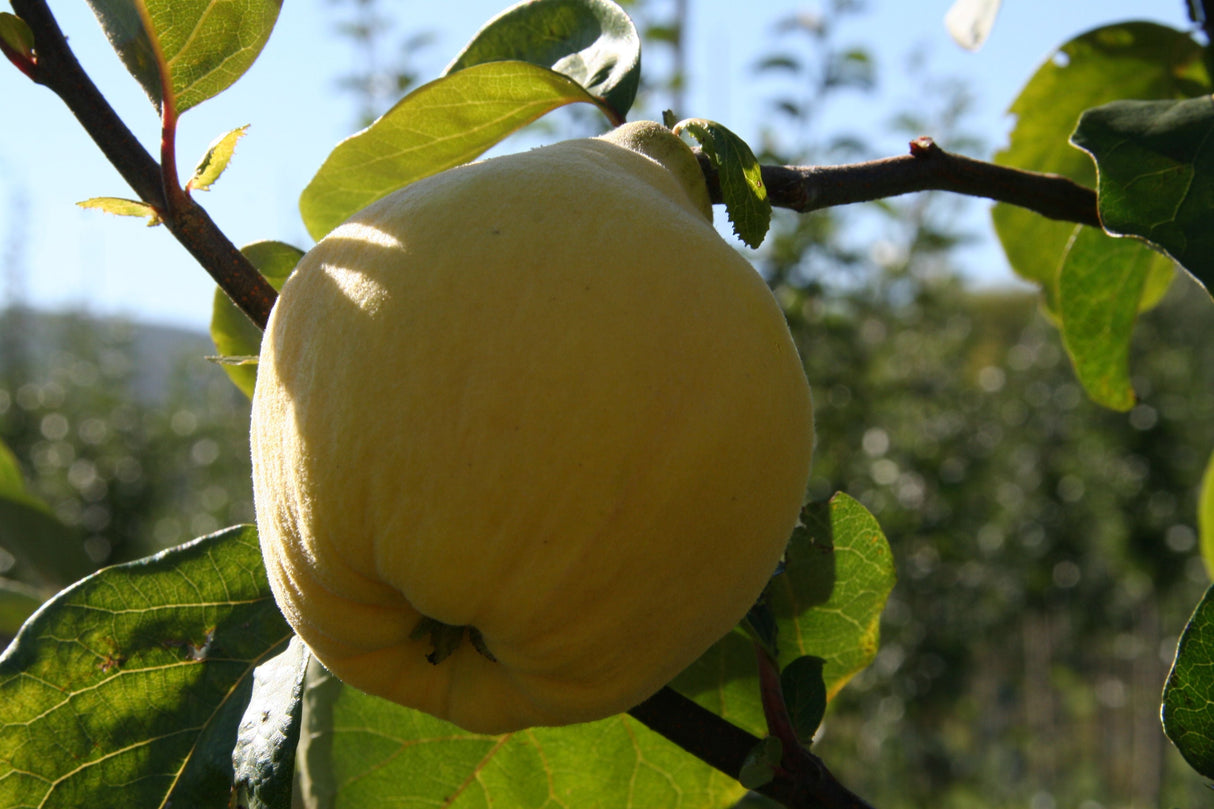 Cydonia 'Cydora Robusta'  -S-          CAC Quitte 'Cydora Robusta'  -S-