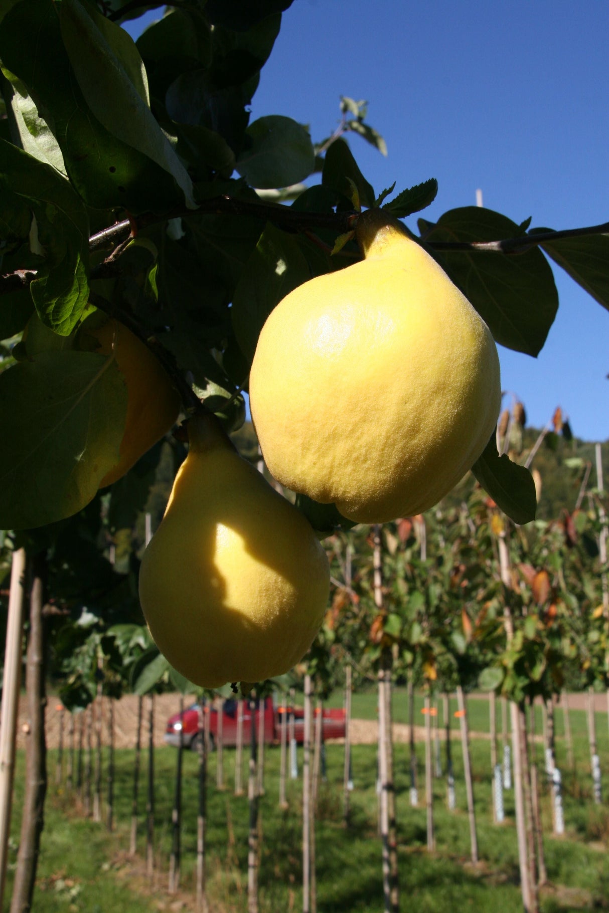 Cydonia 'Cydora Robusta'  -S-          CAC Quitte 'Cydora Robusta'  -S-