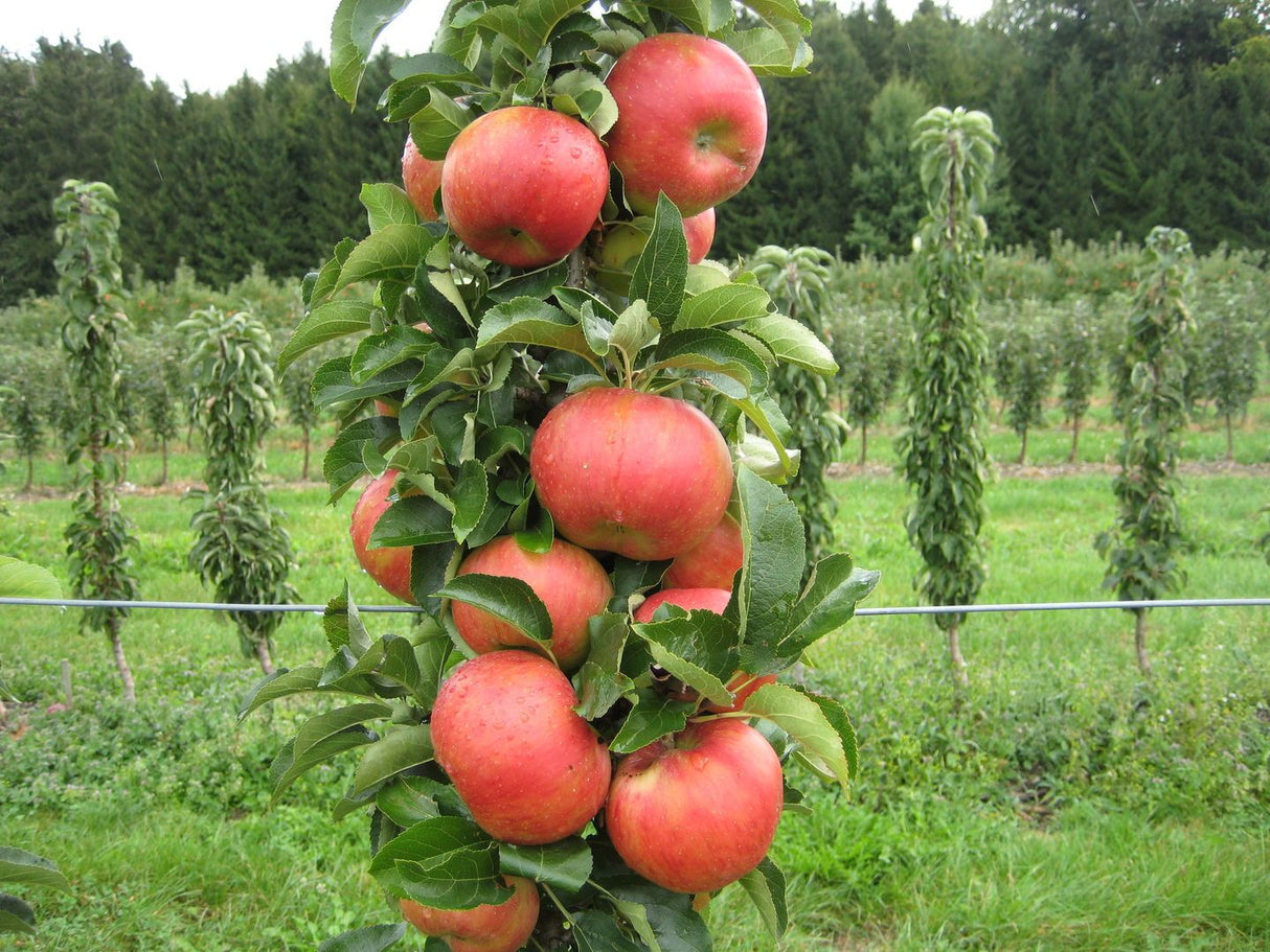 Malus 'Sonate'  -S-                    CAC Säulenapfel 'Sonate'  -S-