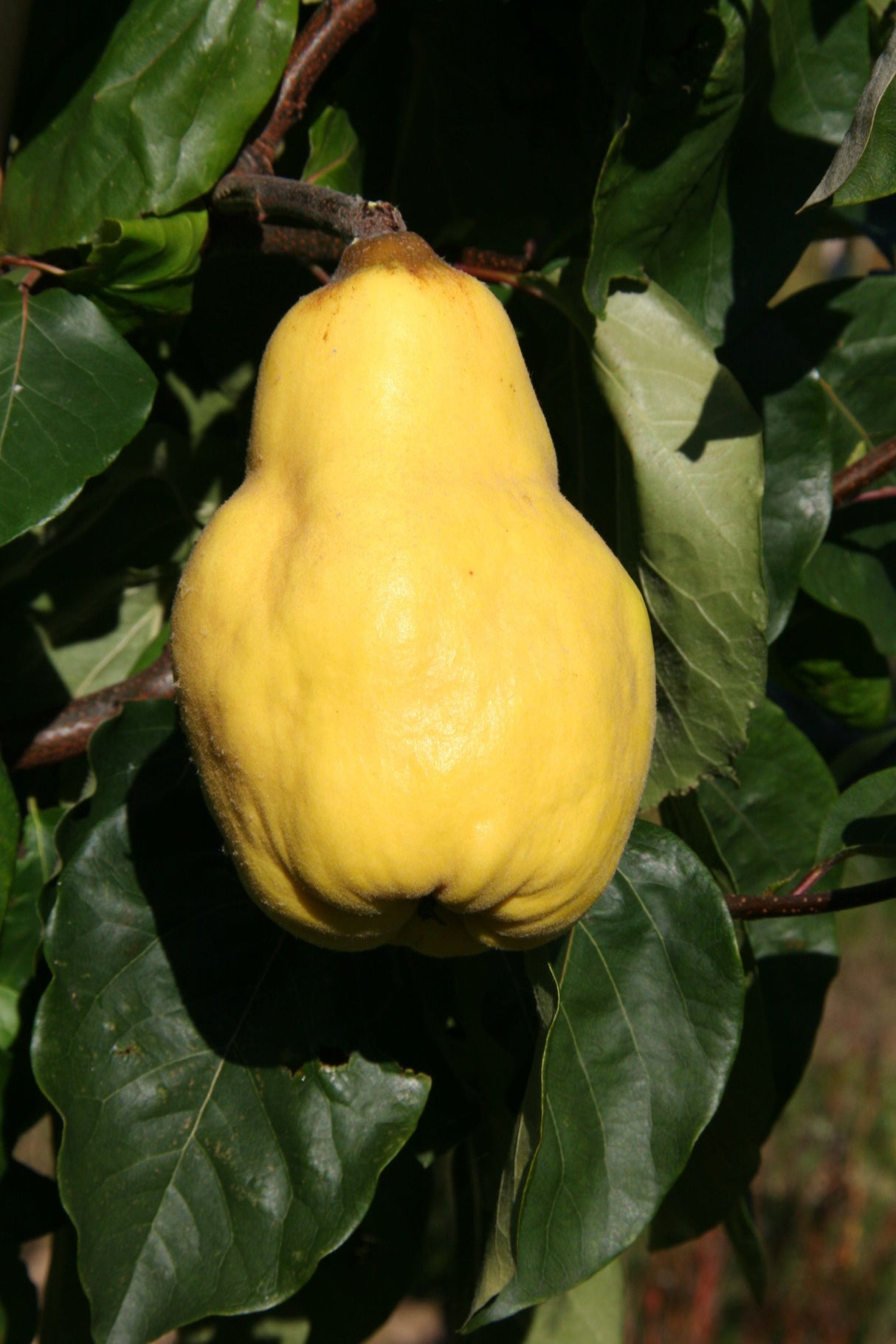 Cydonia 'Vranja'                       CAC Quitte 'Vranja'