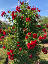 Rosa 'Belkanto'  -R-                    KL Kletterrose 'Belkanto'  -R-