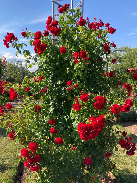 Rosa 'Belkanto'  -R-                    KL Kletterrose 'Belkanto'  -R-