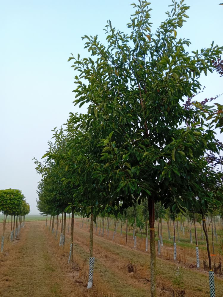 Alnus spaethii Erle spaethii