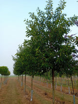 Alnus spaethii Erle spaethii
