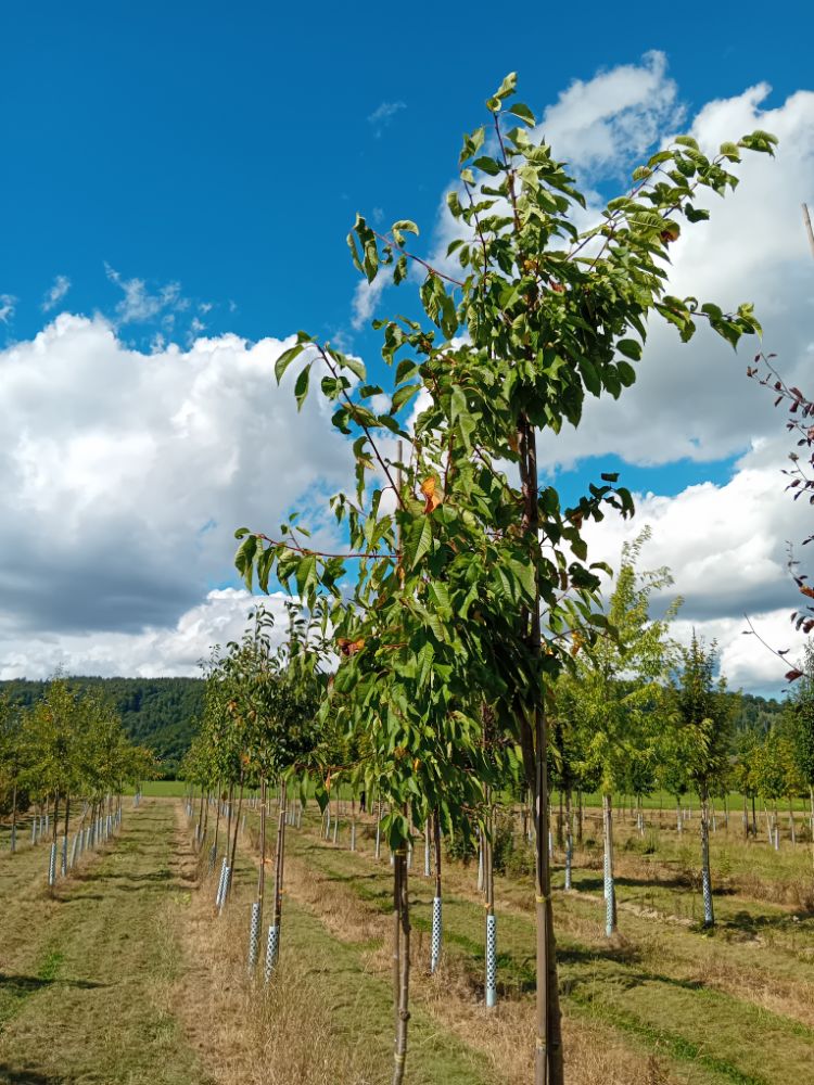 Prunus av.'Wils Frühe'                        CAC Süßkirsche 'Wils Frühe'