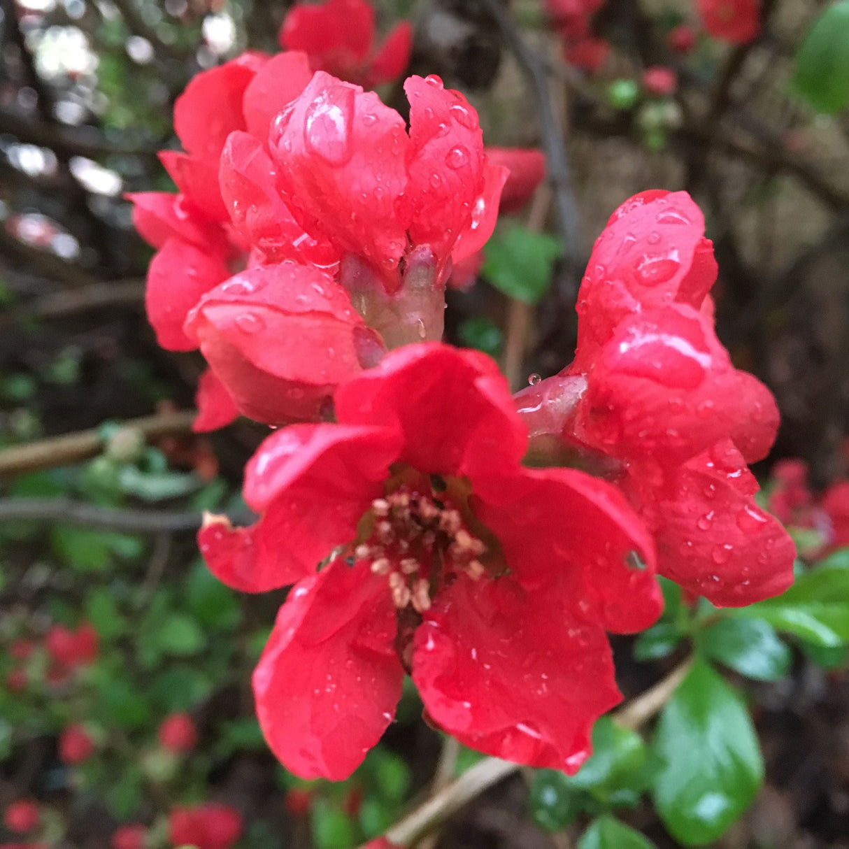 Chaenomeles 'Friesdorfer Typ 18' Zierquitte 'Friesdorfer Typ 18'