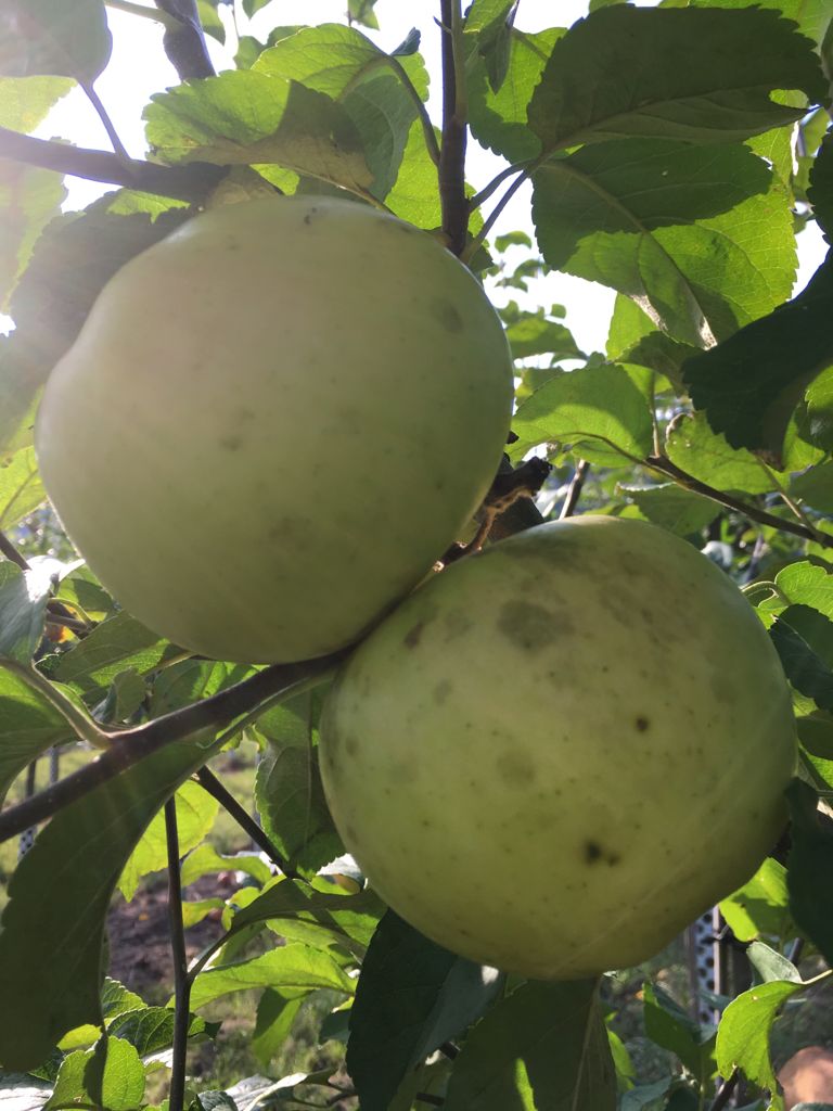 Malus 'Landsberger Renette'            CAC Apfel 'Landsberger Renette'         mittel