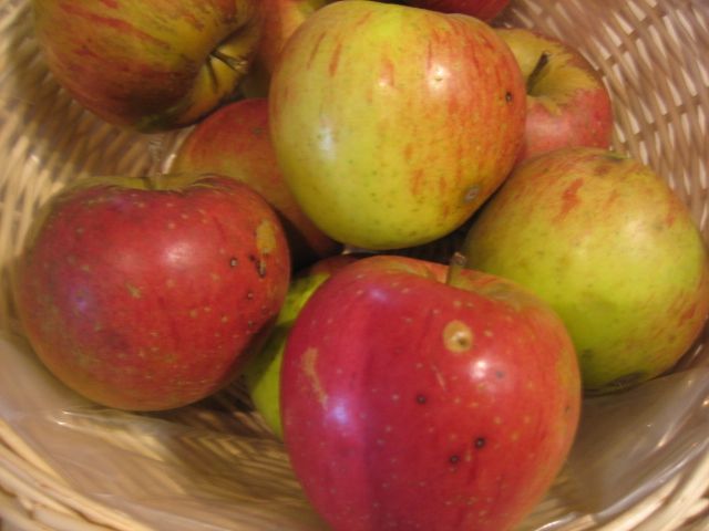 Malus 'Trendelburger Kalvill' Apfel 'Trendelburger Kalvill'          CAC
