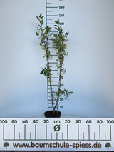 Aronia prunifolia 'Nero' Apfelbeere 'Nero'