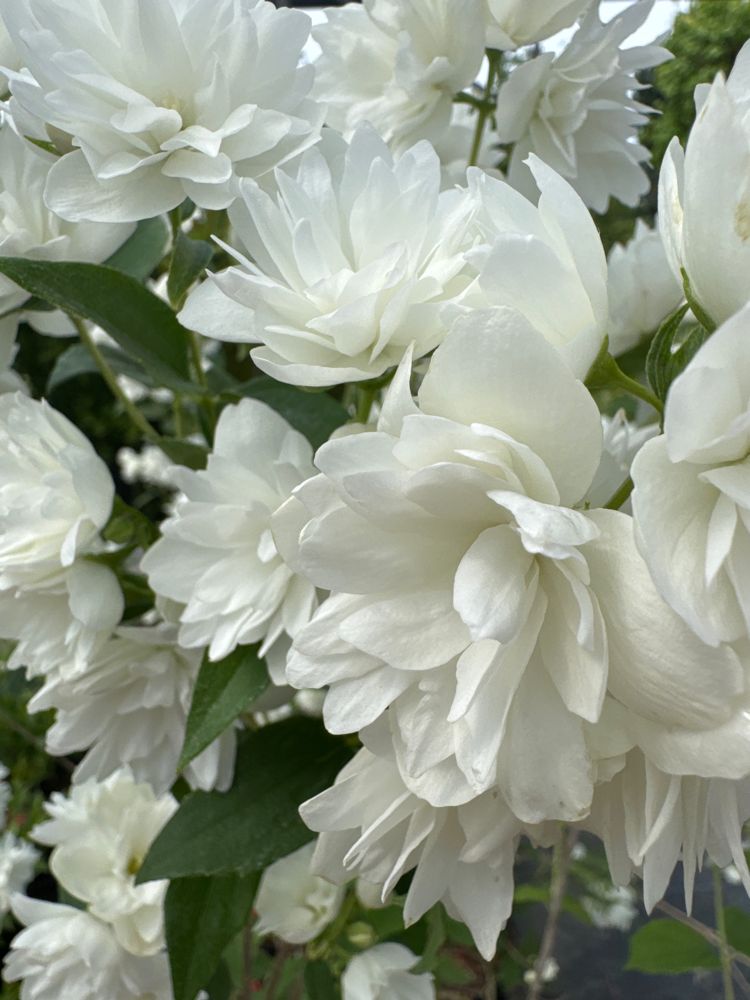 Philadelphus 'Frosty Morn' Gartenjasmin 'Frosty Morn'