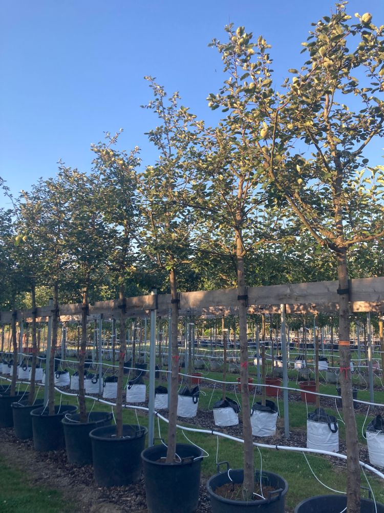 Cydonia 'Konstantinop.Apfelquitte'     CAC Quitte 'Konstantinopeler Apfelquitte'