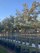 Cydonia 'Konstantinop.Apfelquitte'     CAC Quitte 'Konstantinopeler Apfelquitte'