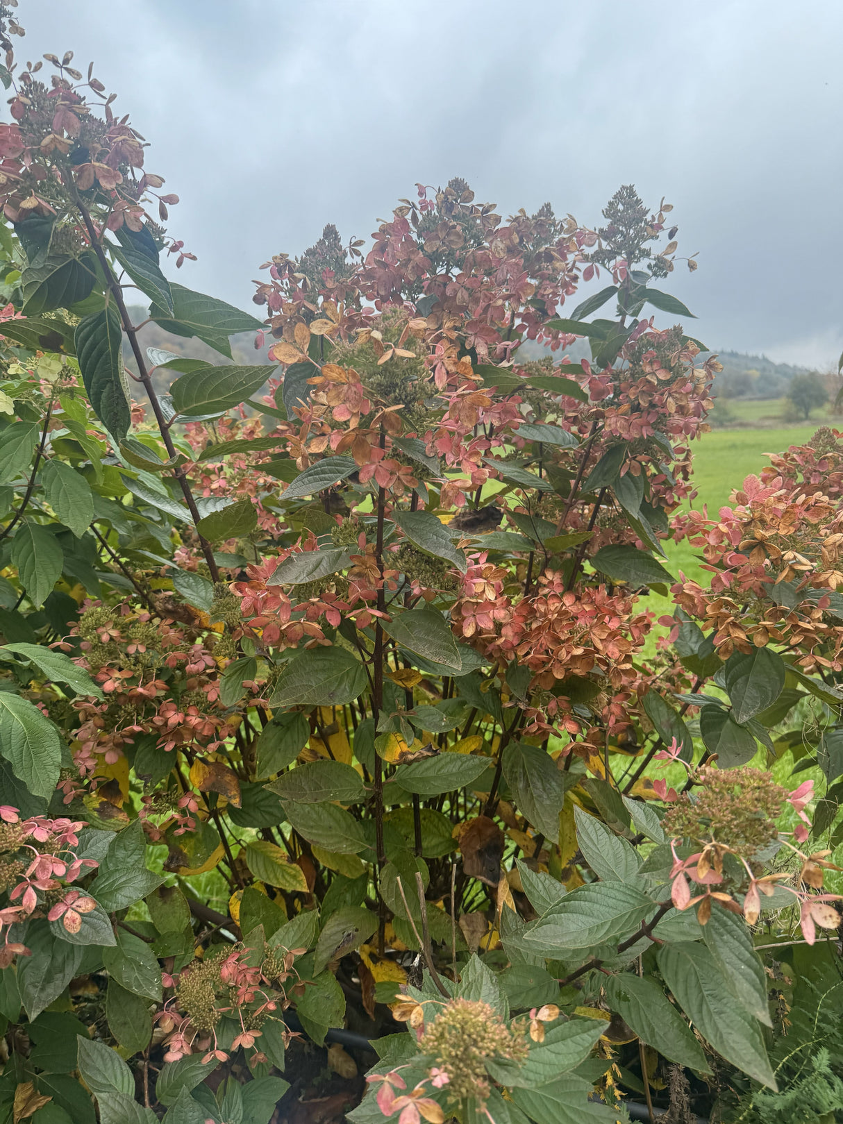 Hydrangea panic. 'Pastelgreen' Rispenhortensie 'Pastelgreen'