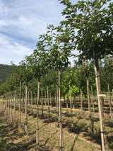 Prunus subhirtella 'Accolade' Frühe Zierkirsche 'Accolade'