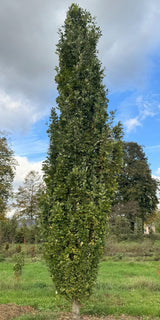 Quercus robur 'Fastigiata Koster' Säuleneiche