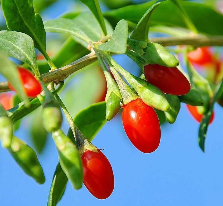 Lycium chinense 'Instant Success' Gojibeere 'Instant Success'
