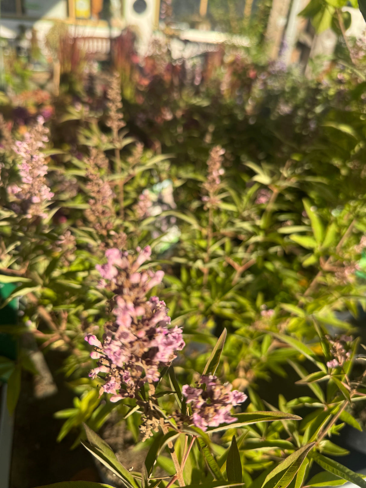 Vitex agnus-castus 'Pink Pinnacle'  -R- Mönchspfeffer