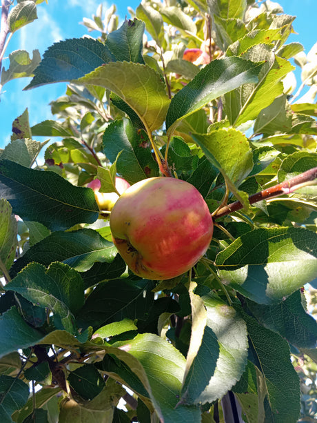 Malus 'Braeburn Typ Schneider'         CAC Apfel 'Braeburn Typ Schneider'      mittel