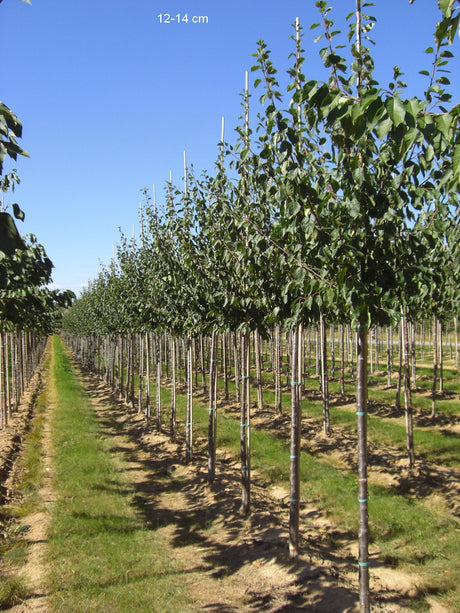 Prunus dom.'Wangenhm. Frühzwetsche'    CAC Zwetsche 'Wangenheimer Frühzwetsche'