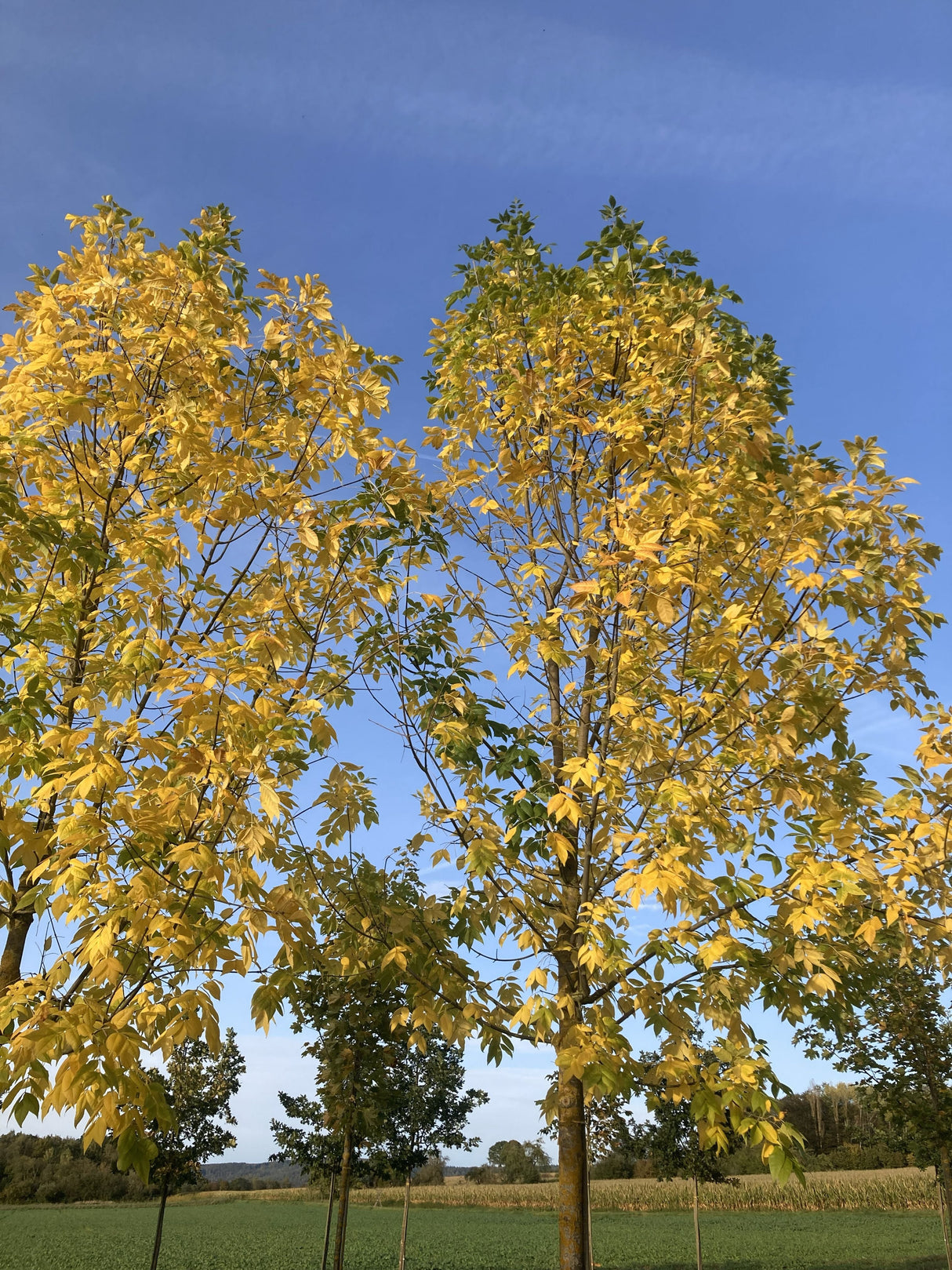 Fraxinus pennsylvanica 'Zundert' Rotesche 'Zundert'