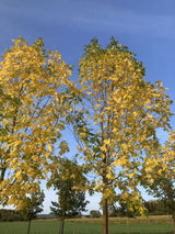 Fraxinus pennsylvanica 'Zundert' Rotesche 'Zundert'