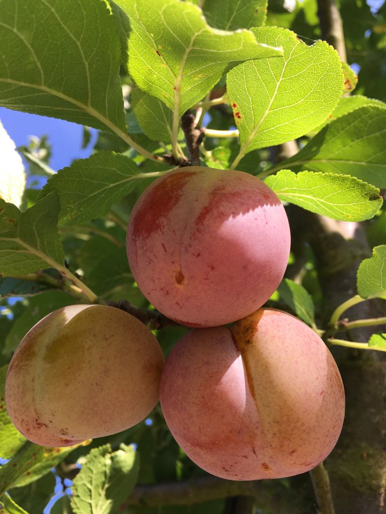 Prunus ital.'Graf Althans Renekl.'     CAC Reneklode 'Graf Althans Reneklode'  mittel