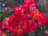 Rosa 'Summer of Love'  -R-             BDR Kleinstrauchr. 'S. of Love'  -R-  ADR-Rose