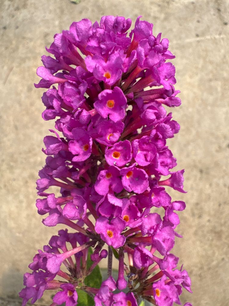 Buddleja dav. Free Petite 'Tutti Fruitti'  -R- Zwerg-Sommerflieder