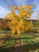 Acer monspessulanum Französischer Ahorn