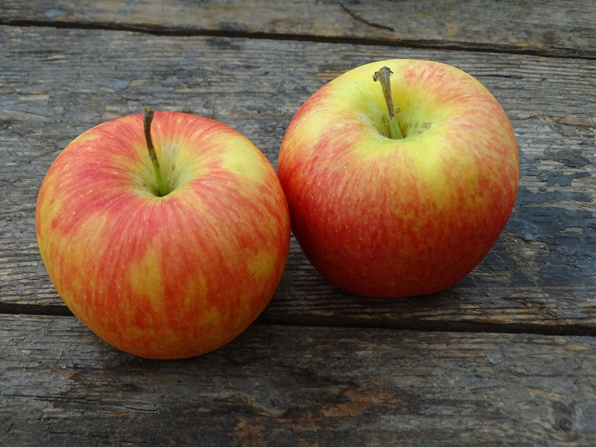Malus 'Tramin'                CAC Apfel Tramin