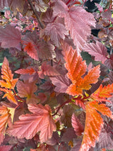 Physocarpus opulifolius 'Little Angel' Fasanenspiere 'Little Angel'