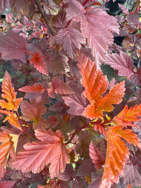 Physocarpus opulifolius 'Little Angel' Fasanenspiere 'Little Angel'