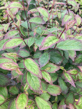 Parrotia persica 'Persian Spire' Eisenbaum 'Persian Spire'