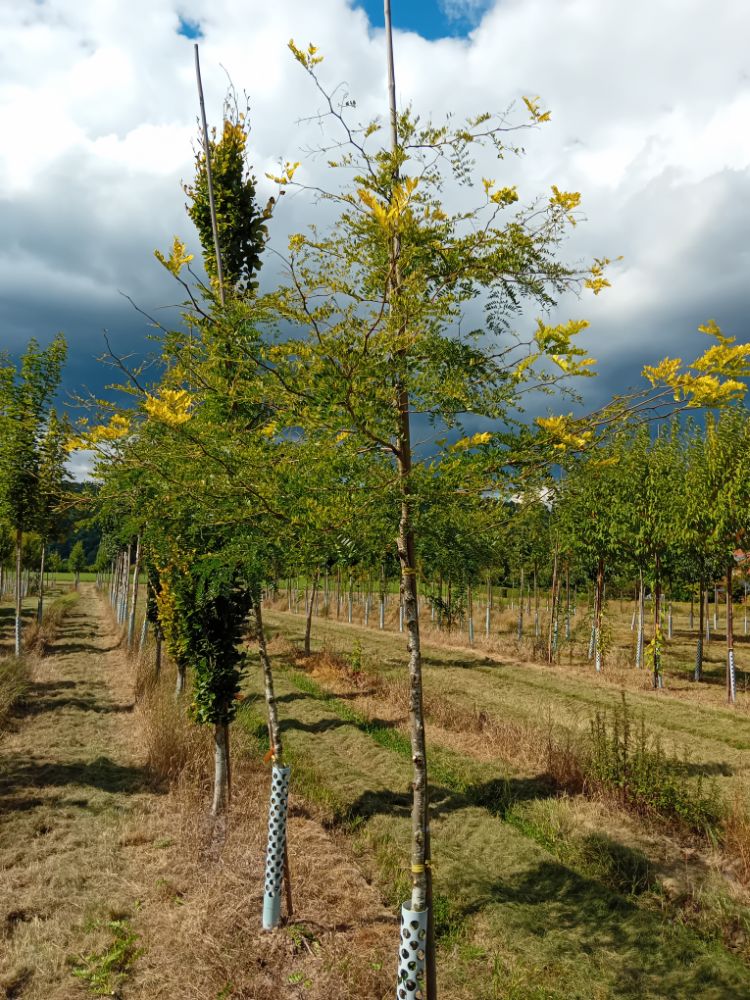 Gleditsia triacanthos 'Sunburst' Lederhülsenbaum 'Sunburst'