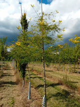 Gleditsia triacanthos 'Sunburst' Lederhülsenbaum 'Sunburst'