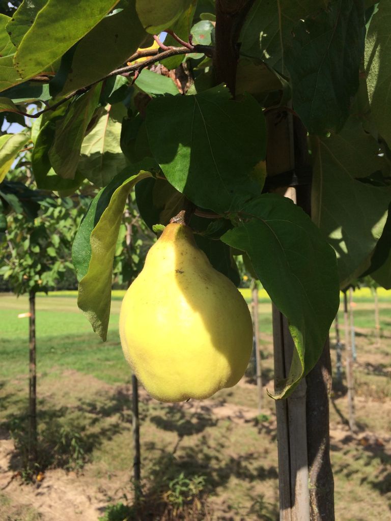 Cydonia 'Portugiesische'               CAC Quitte 'Portugiesische'