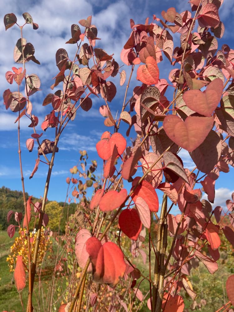 Cercidiphyllum japonicum Judasblattbaum